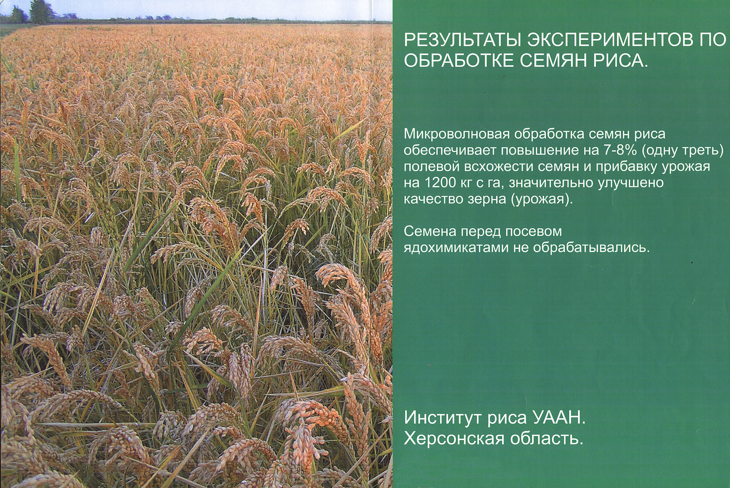 Результаты по обработки риса. Увеличение урожайности